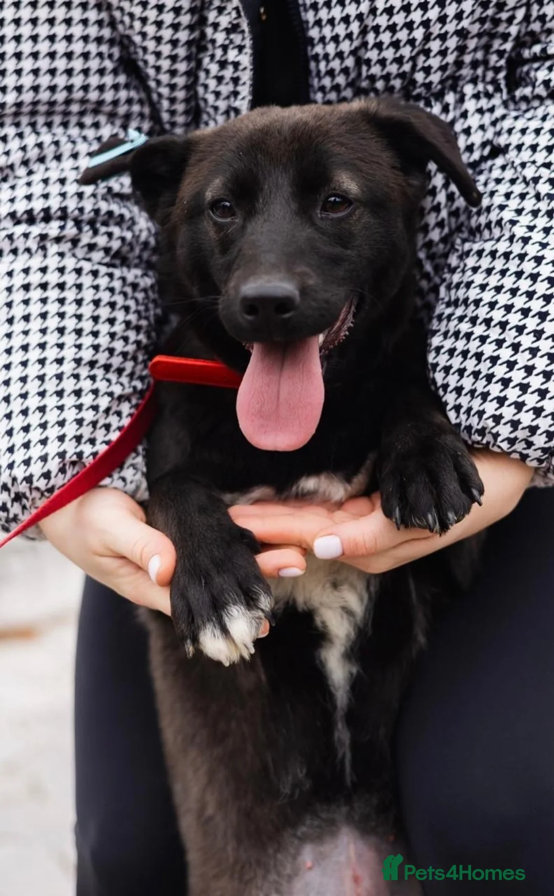 Mixed Breed dogs for adoption: ❤️🐶 EMILY  - Advert 9