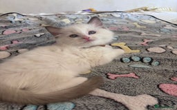Ragdoll cats for sale:  Last two pure Ragdolls ready now reduced price - Image 7