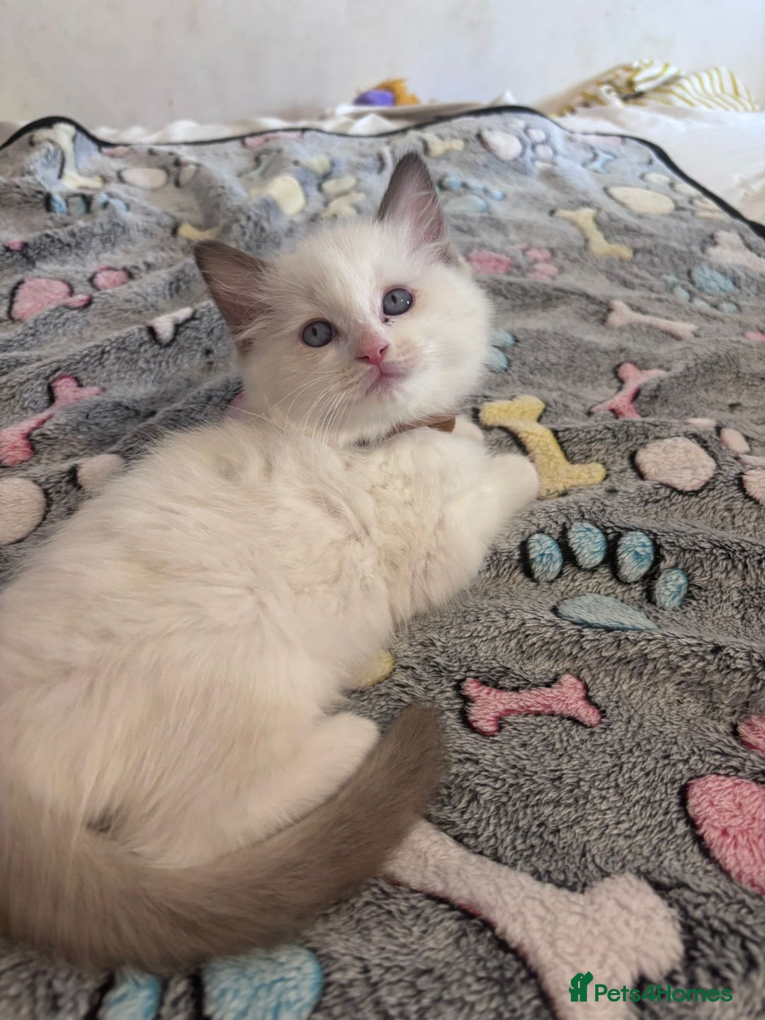 Ragdoll cats for sale:  Last two pure Ragdolls ready now reduced price - Image 7