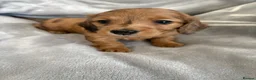 Miniature Dachshund dogs for sale: Long haired mini dapple dachshund pups - Advert 15