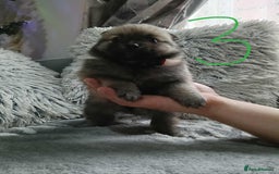 Pomeranian dogs for sale: Pomeranian puppies looking for their forever homes - Image 9