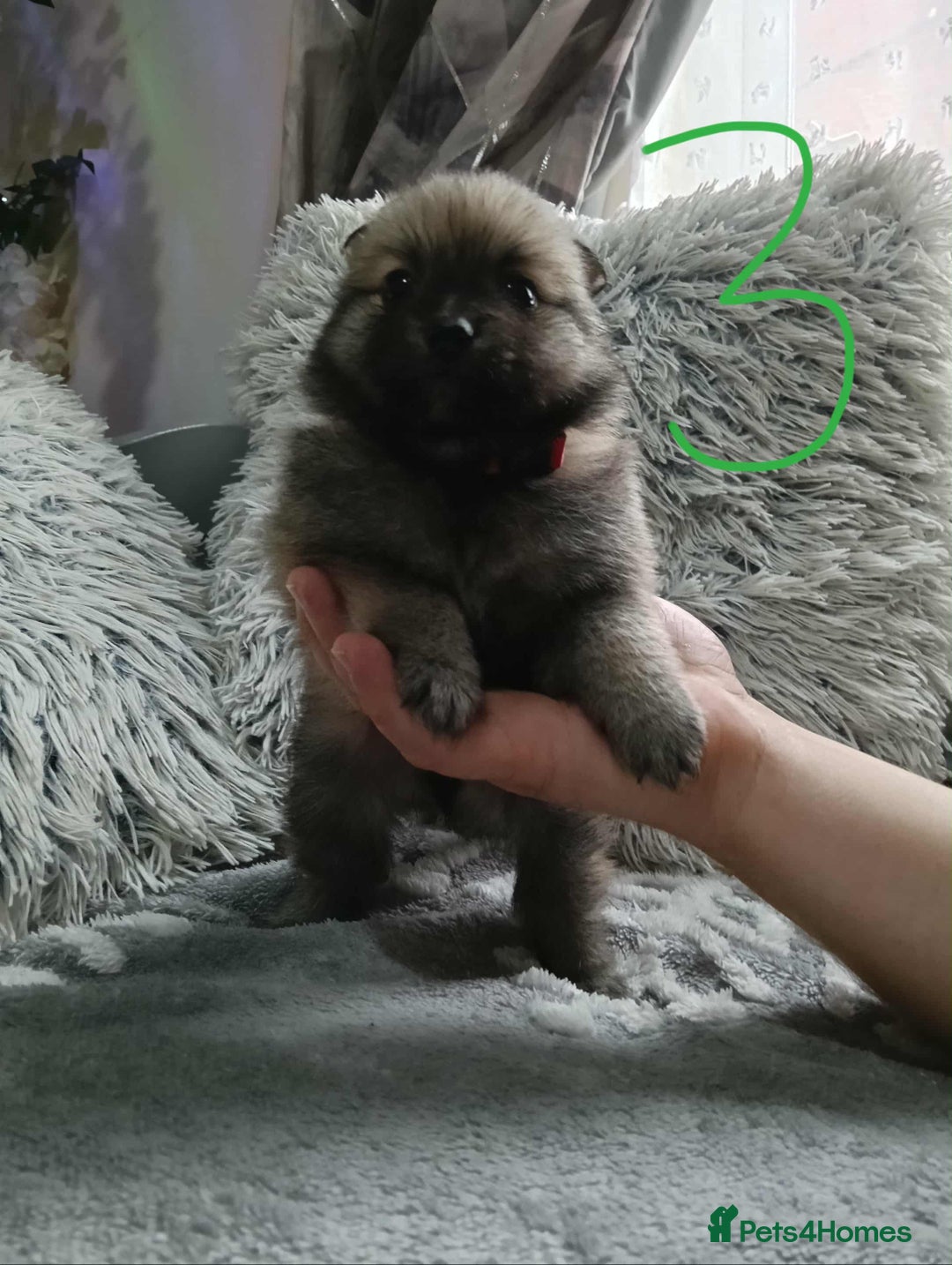 Pomeranian dogs for sale: Pomeranian puppies looking for their forever homes - Image 9
