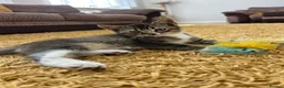 Mixed Breed cats for sale: Half British Short hair mixed breed  - Advert 13