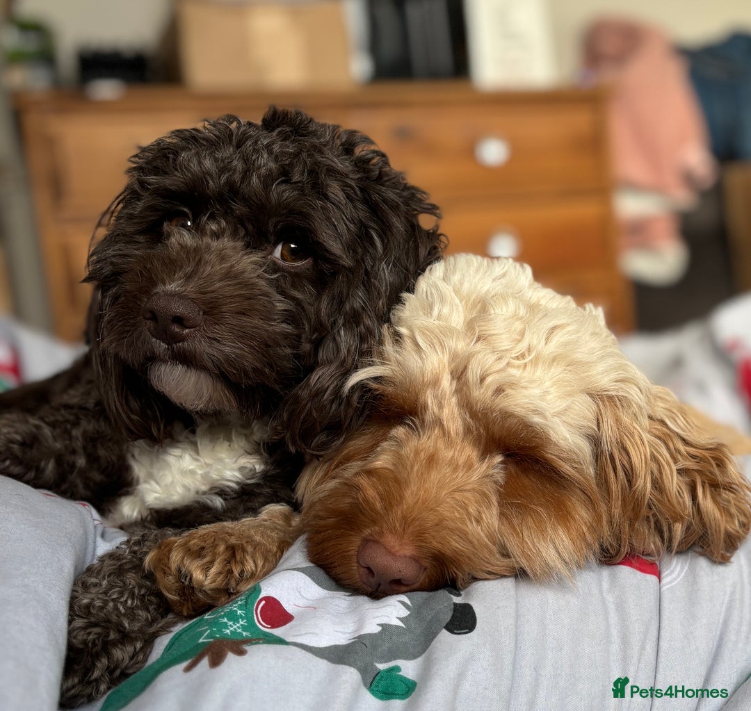 Cockapoo dogs for sale: Two Loving Cockapoo Girls Looking for Forever Home - Advert 2