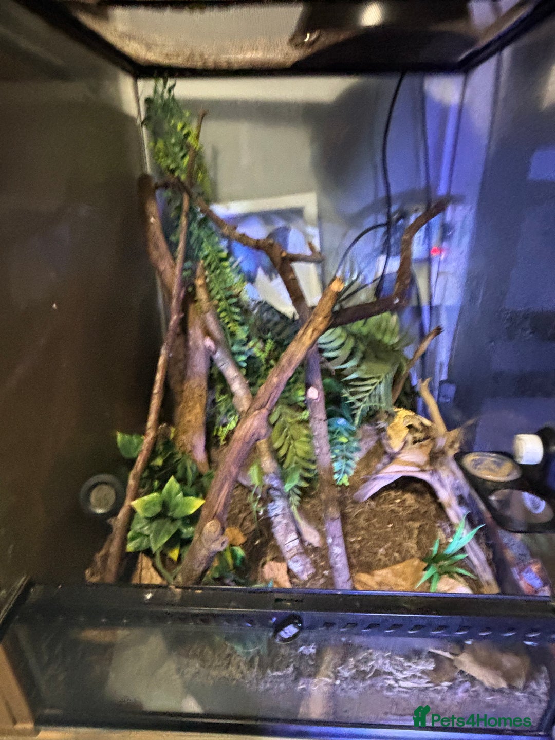 Gecko reptiles for sale: Male crested Gecko and full set up  - Advert 6