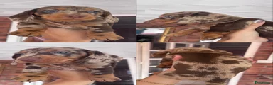 Miniature Dachshund Puppy 4