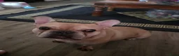 French Bulldog dogs for sale: Male French bulldog  in Cinderford - Advert 3