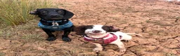 Springador dogs for sale: 15 Week Old Springador Pup  - Advert 3