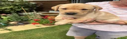 Labrador Retriever dogs for sale: Yellow Labrador puppies  in Malton - Advert 5