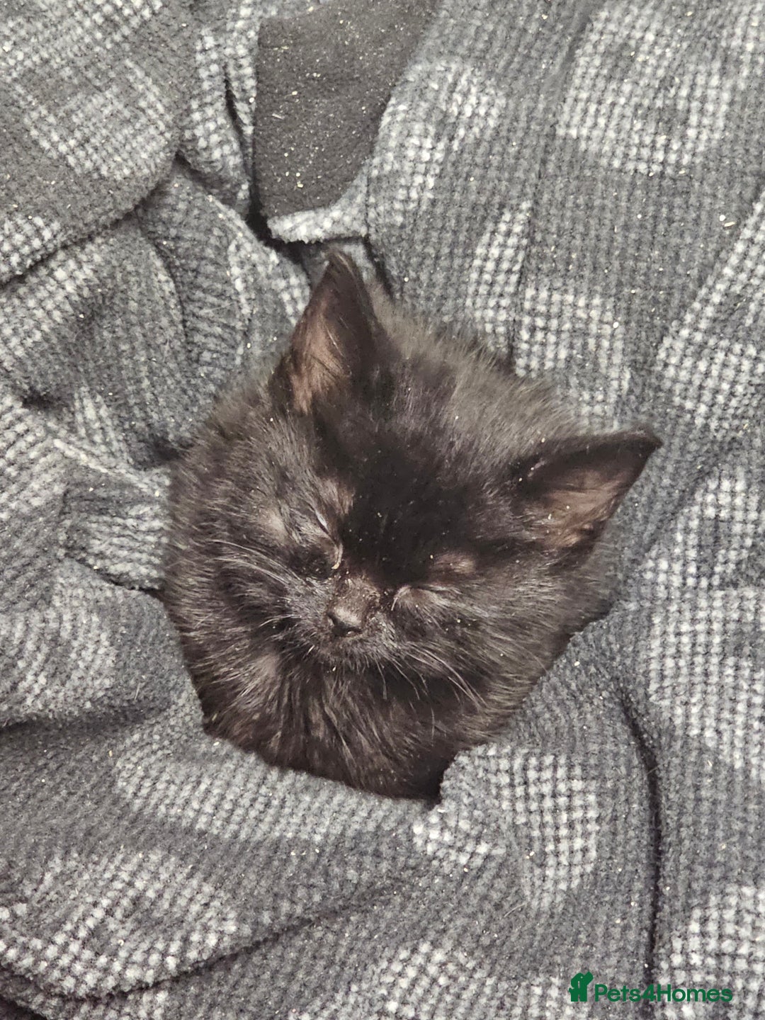 Mixed Breed cats for sale: 4 Gorgeous Bombay-Heritage Kittens- Litter Trained - Advert 12