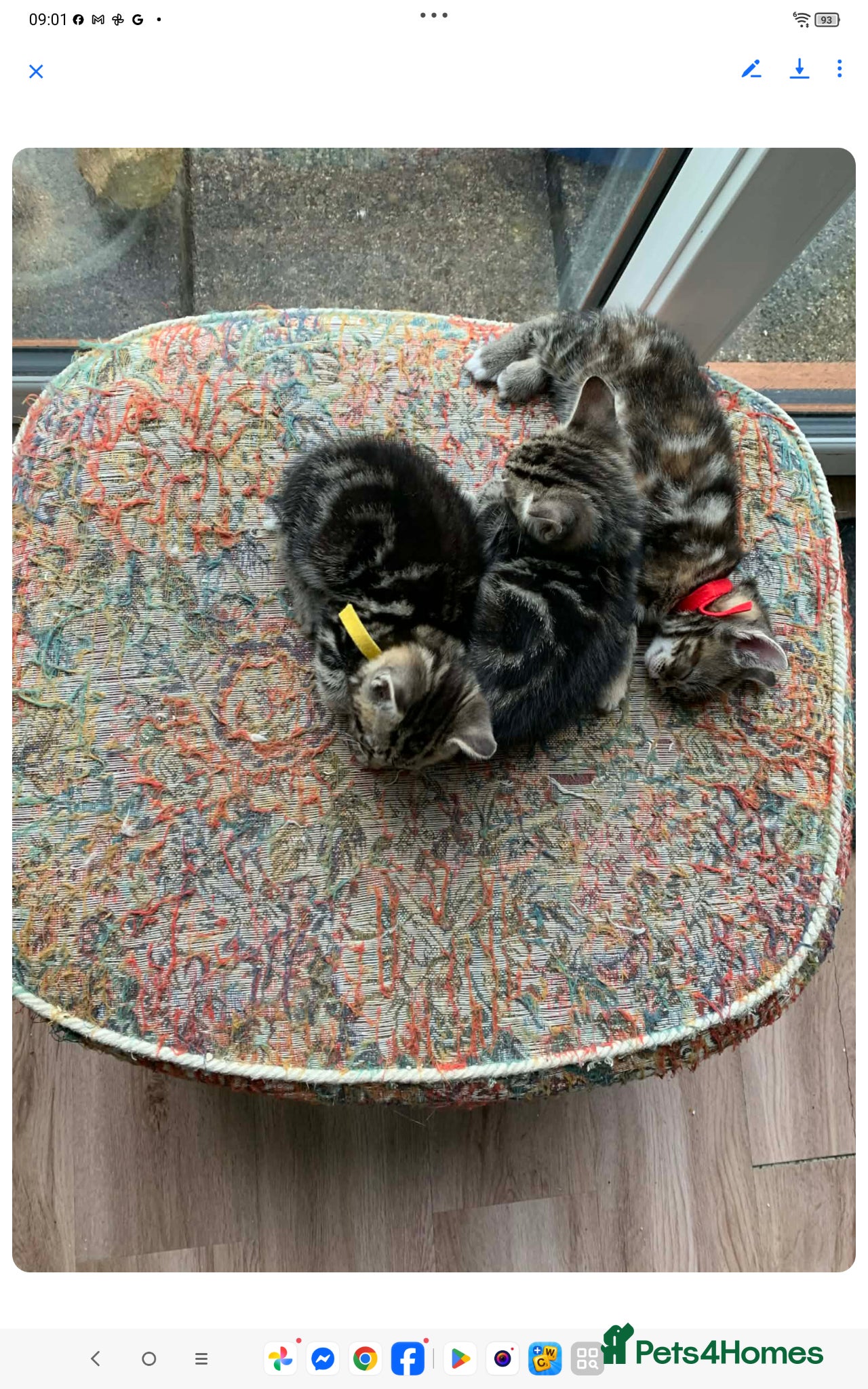 Mixed Breed cats Adorable house Kittens. - Advert 2