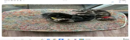 Mixed Breed cats for sale: Adorable house Kittens. - Advert 10