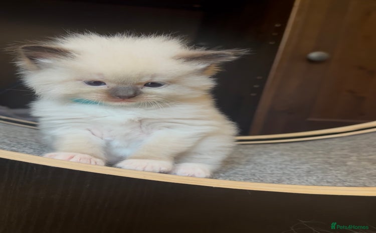 Ragdoll cats - Advert 7