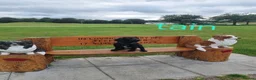 Cocker Spaniel dogs for sale: Cocker spaniel in Carlisle - Advert 6