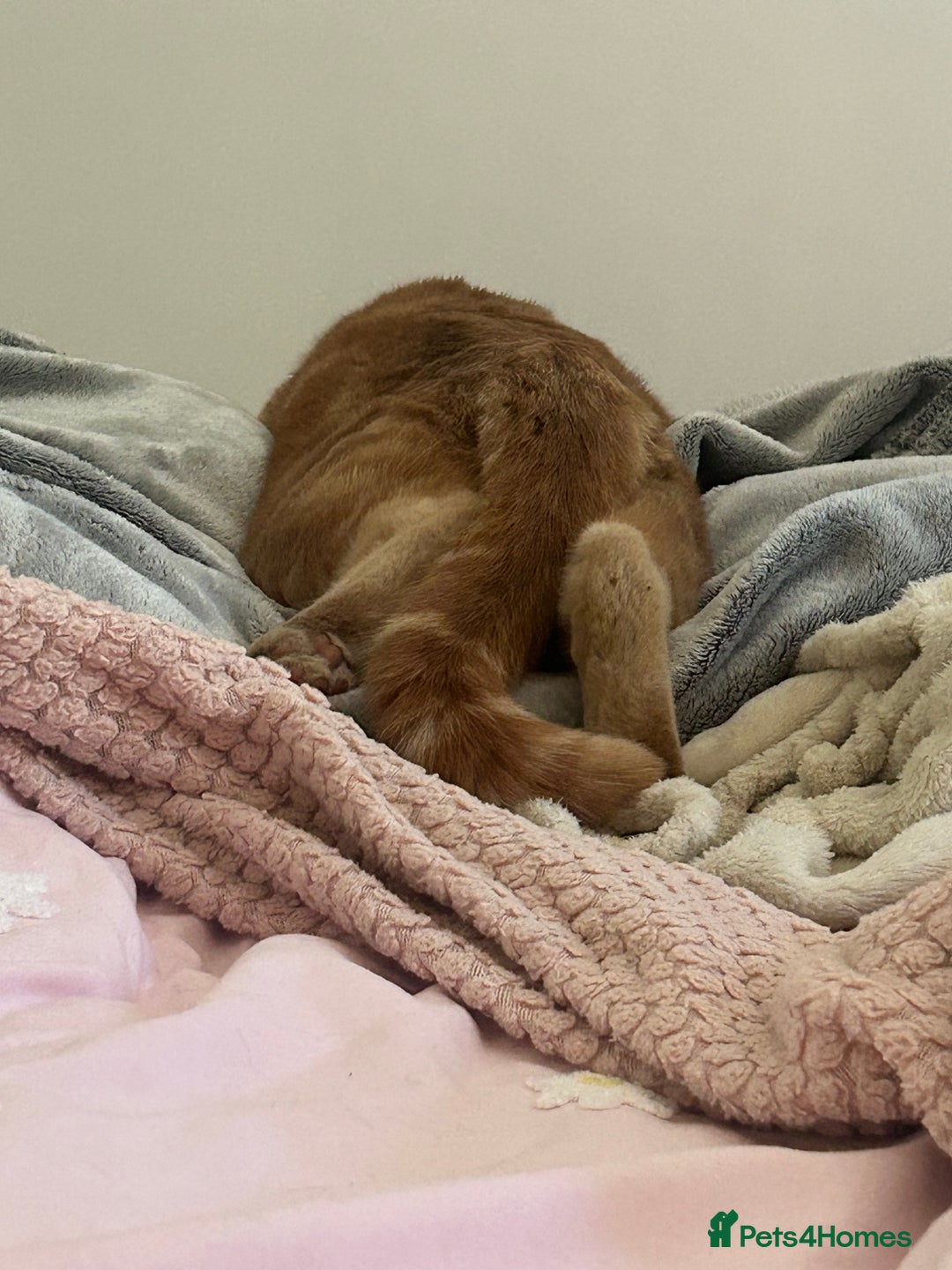 Mixed Breed cats for sale: Oliver (Olly) - Male Ginger Cat - Advert 4