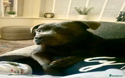 Staffordshire Bull Terrier dogs for sale: Floyd & Sky - Image 2