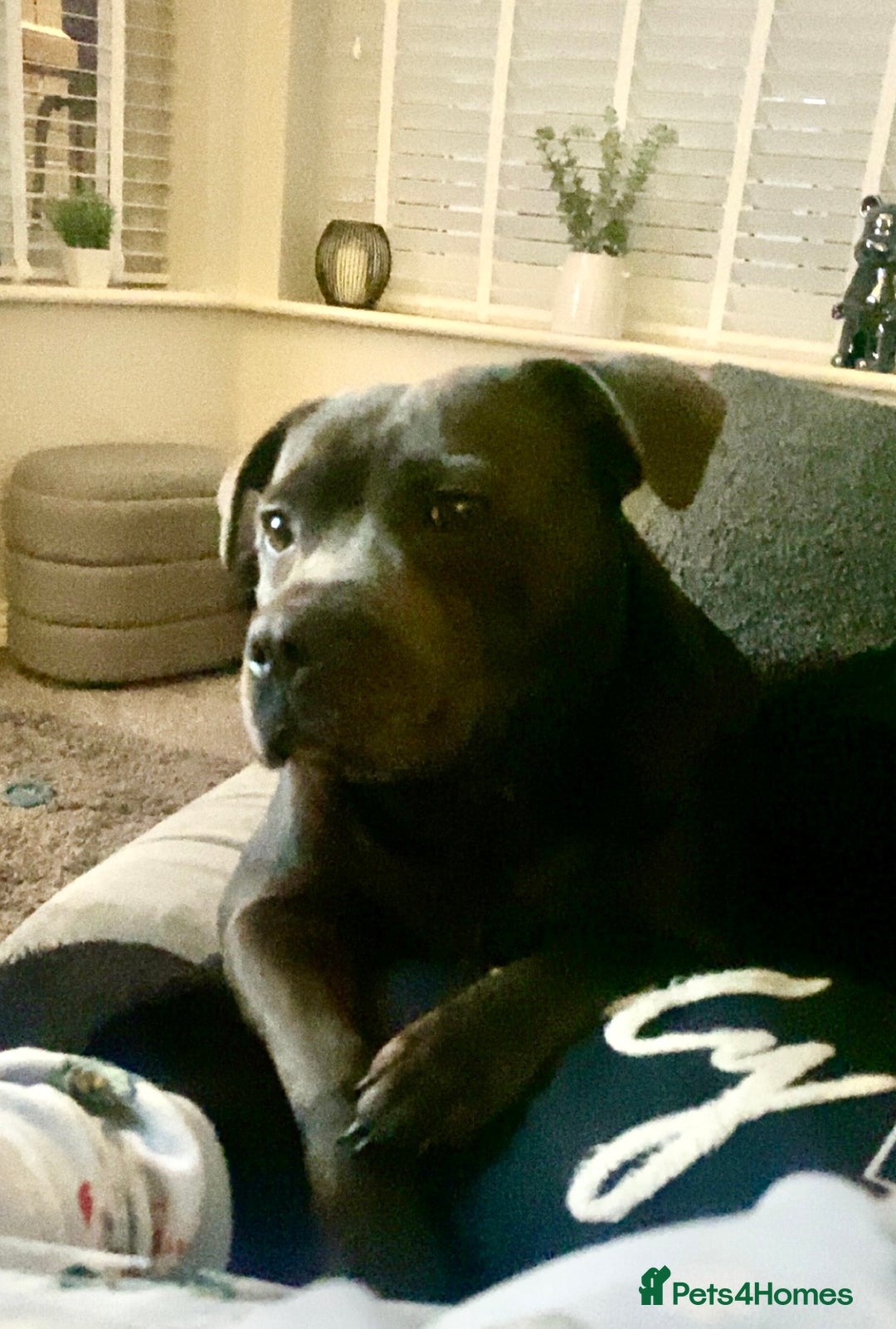 Staffordshire Bull Terrier dogs for sale: Floyd & Sky - Image 2