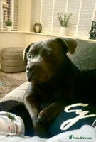 Staffordshire Bull Terrier dogs - Advert 10