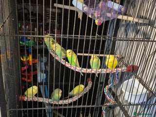 Budgerigars birds - Advert 20