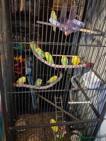 Budgerigars birds - Advert 16