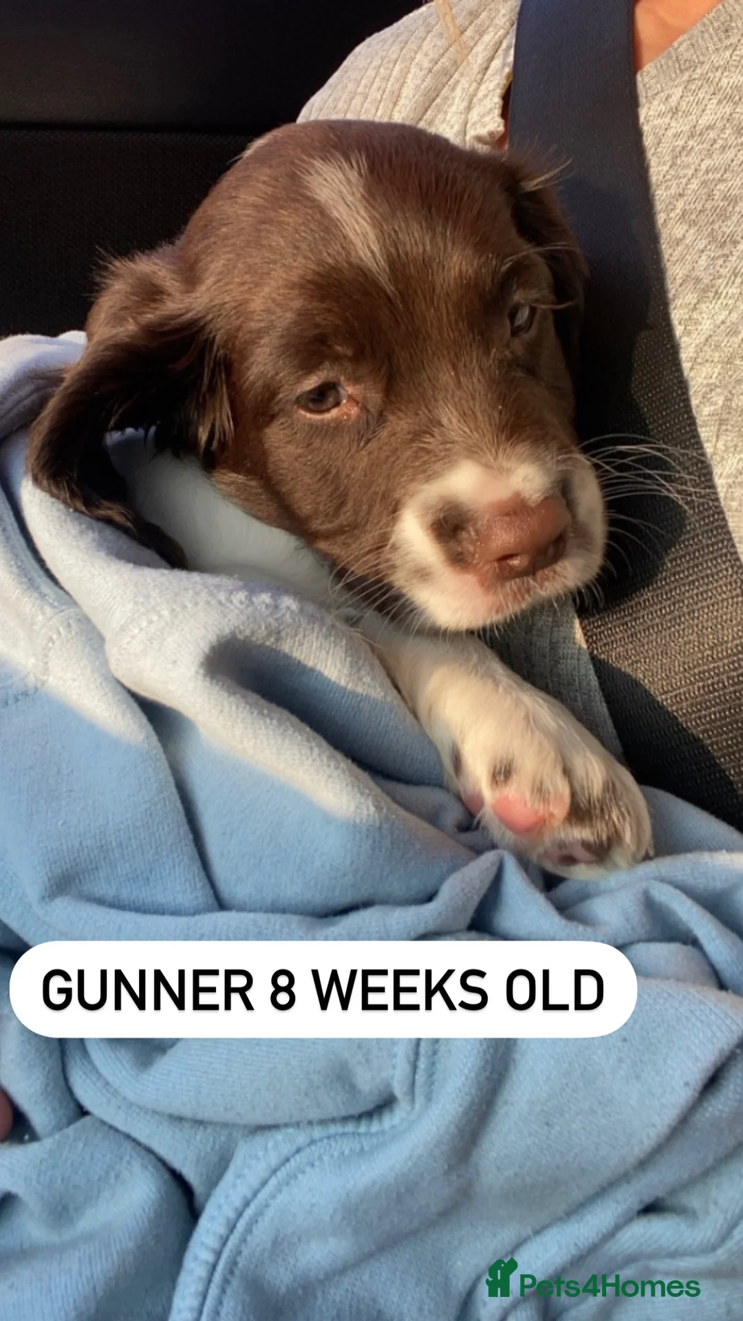 English Springer Spaniel dogs for stud: Proven Liver & White English Springer Spaniel Stud in Swansea - Advert 11