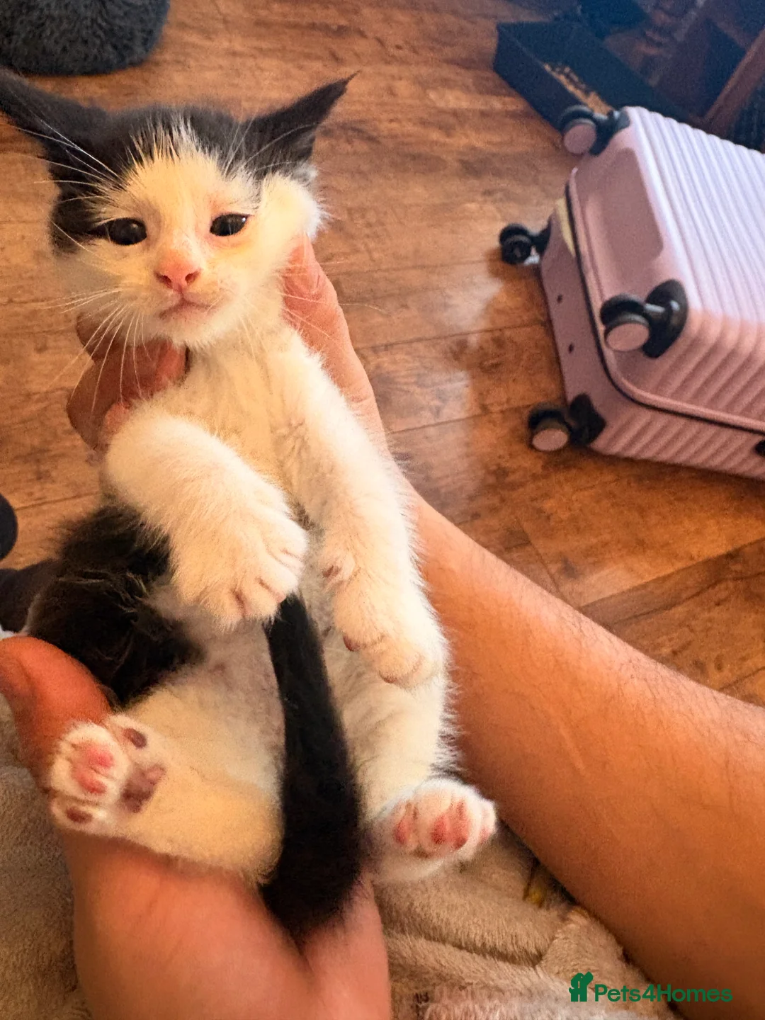Mixed Breed cats for sale: One boy tuxedo kitten  - Advert 1