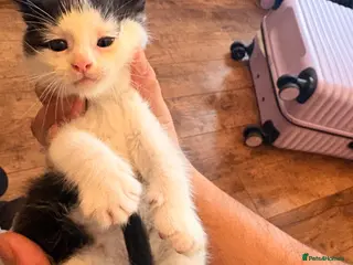 Mixed Breed cats One boy tuxedo kitten - Advert 1