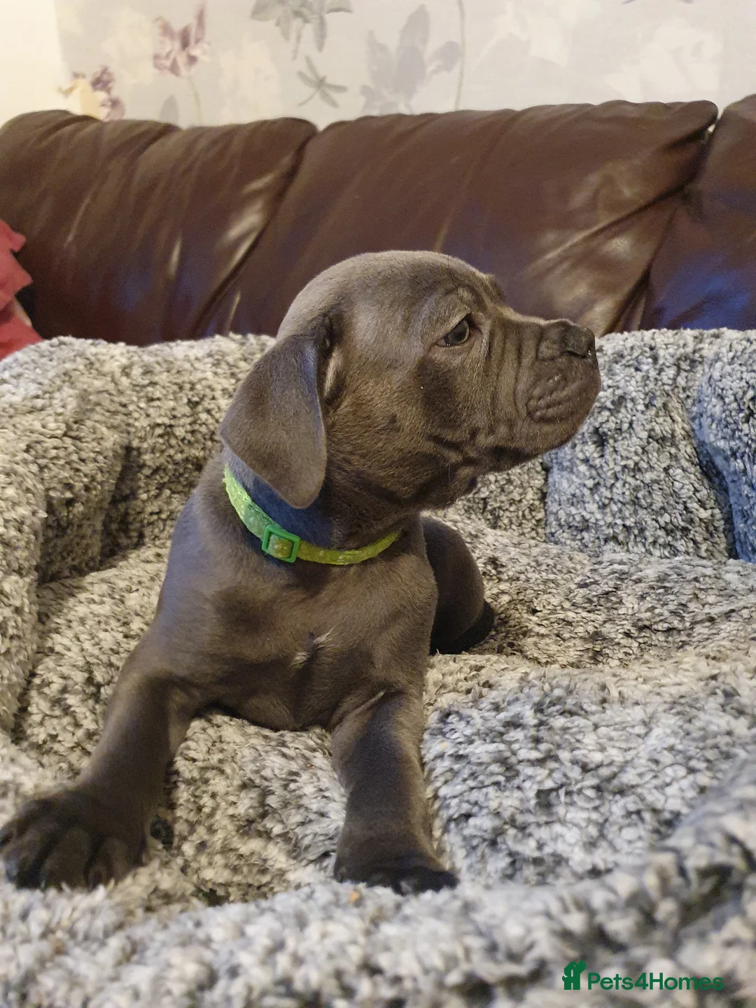 Staffordshire Bull Terrier dogs for sale: Champions blood line Blue Staffordshire Terrier - Advert 14