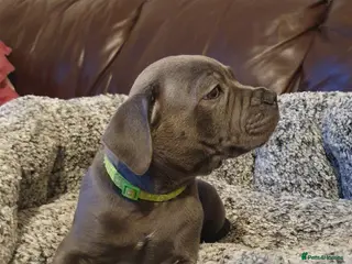 Staffordshire Bull Terrier dogs Champions blood line Blue Staffordshire Terrier - Advert 1