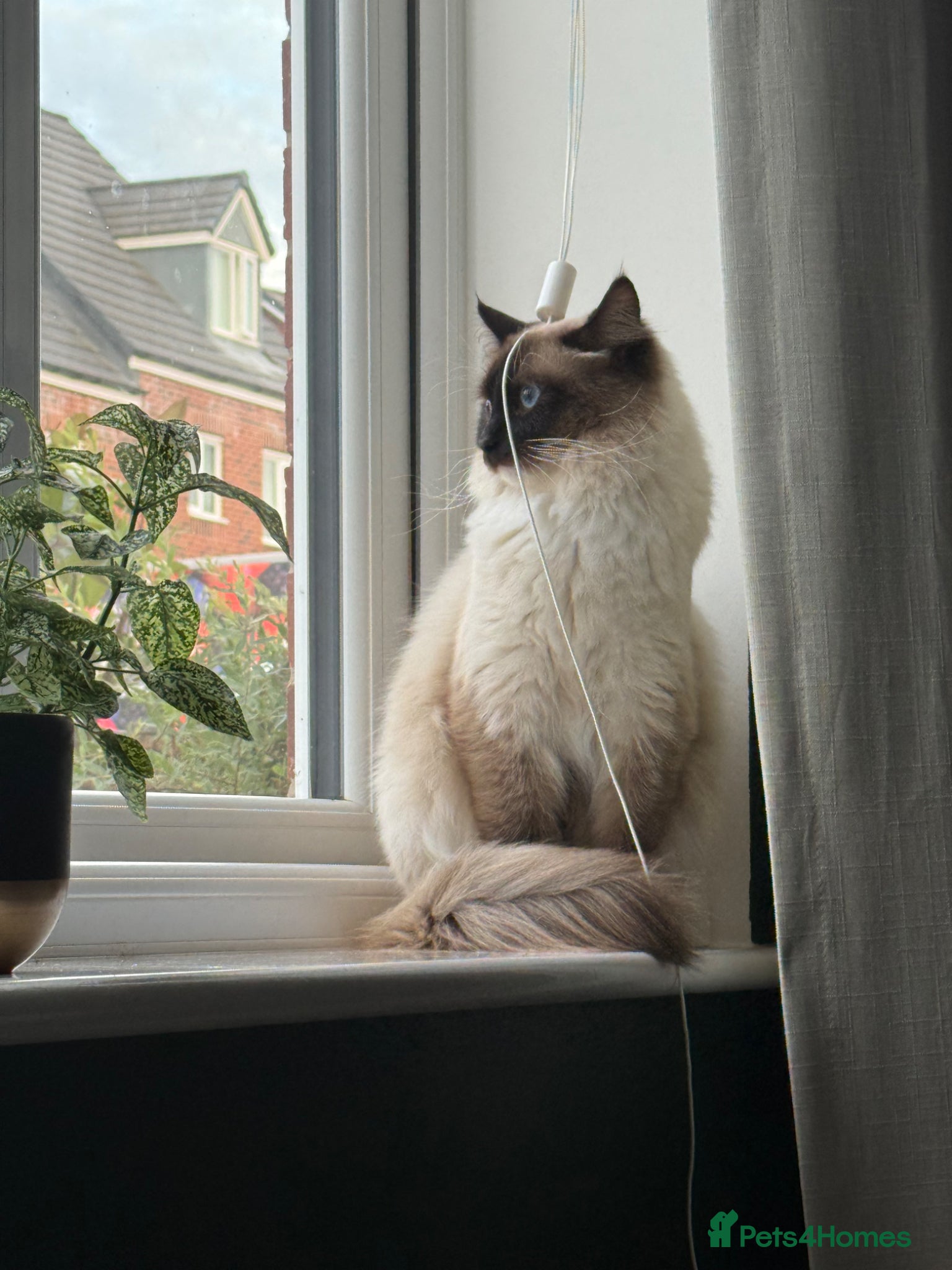 Ragdoll cats Male Ragdoll Cat Looking for a Loving New Home - Advert 3