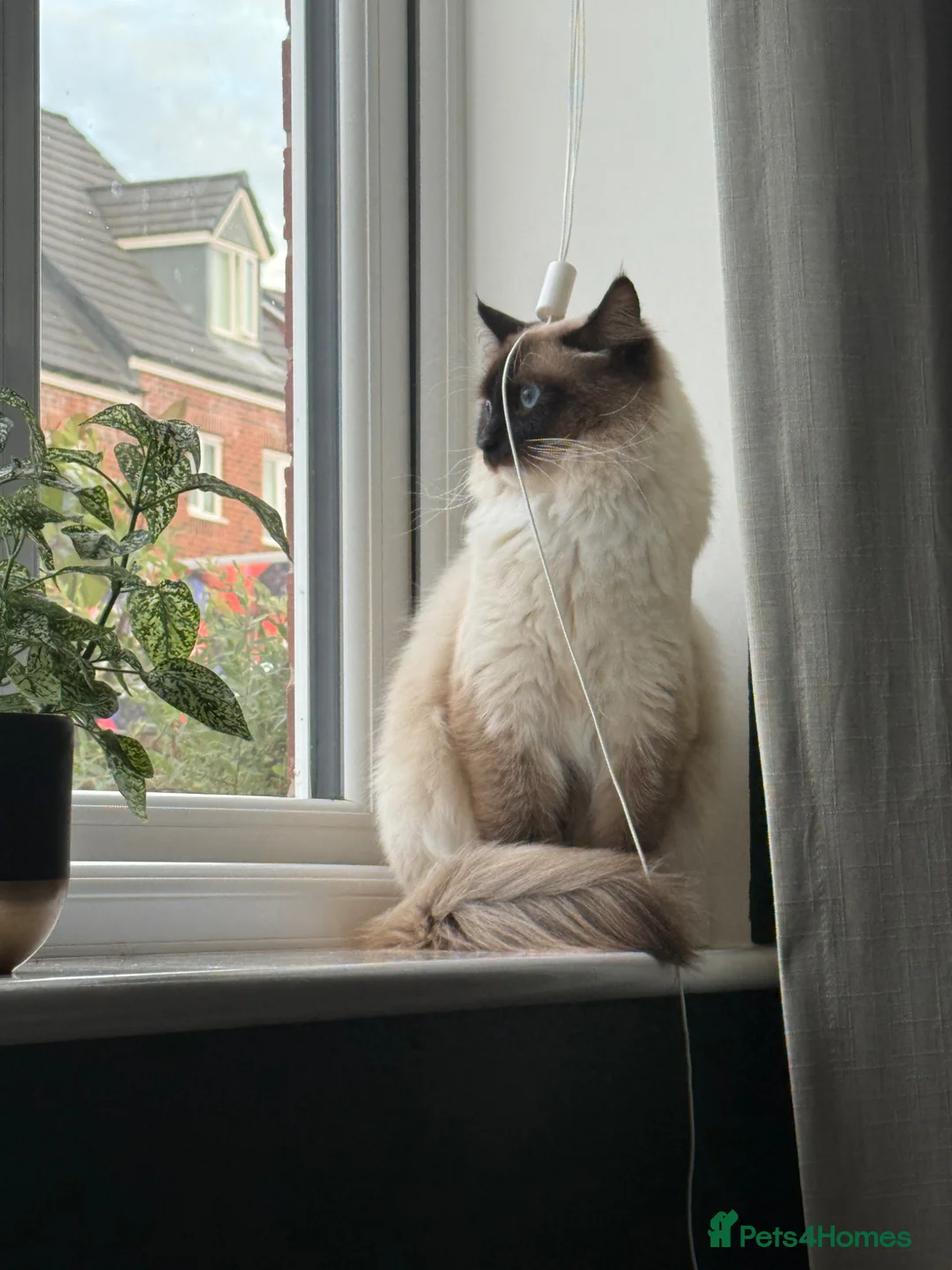 Ragdoll cats for sale: Male Ragdoll Cat Looking for a Loving New Home - Advert 1