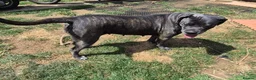 Mixed Breed dogs for sale: Cane corso x American bulldog  - Advert 3