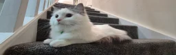 Ragdoll cats for sale: Male Ragdoll Cat - Handsome & Friendly - Advert 4