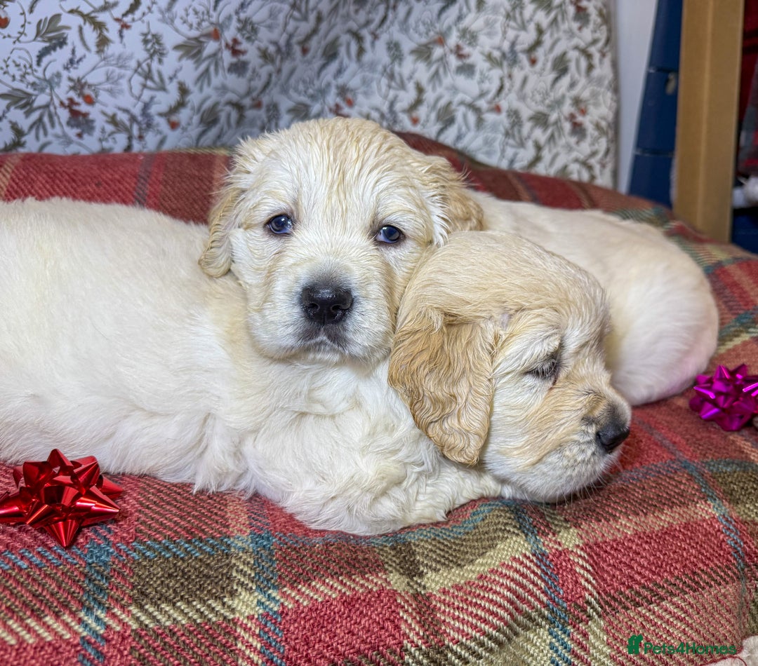 Golden Retriever dogs for sale: Kc health tested golden retrievers  - Advert 1