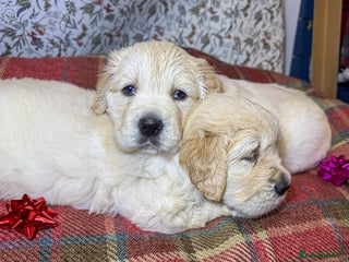 Golden Retriever dogs Kc health tested golden retrievers - Advert 1