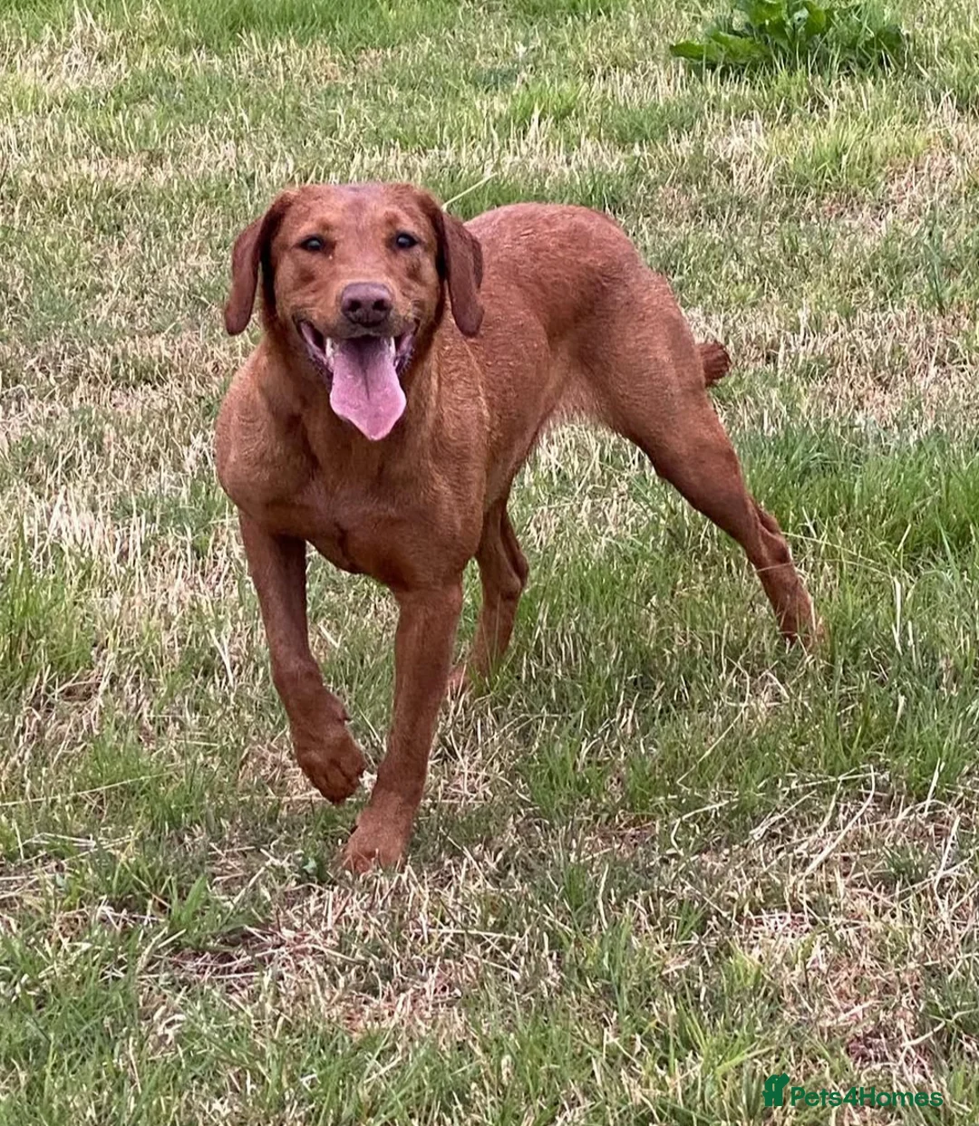 Goldador dogs for sale: BORN FROM HIP, ELBOW AND DNA PERFECT PARENTS - Advert 3