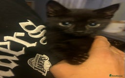 Mixed Breed cats for sale: Beautiful kittens  - Image 2