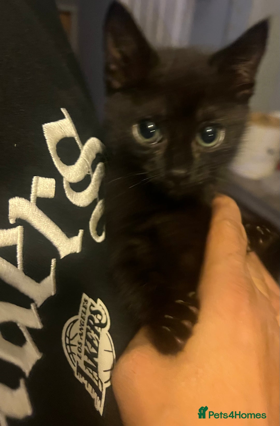 Mixed Breed cats for sale: Beautiful kittens  - Image 2