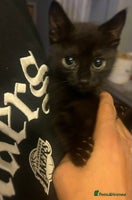 Mixed Breed cats - Advert 13