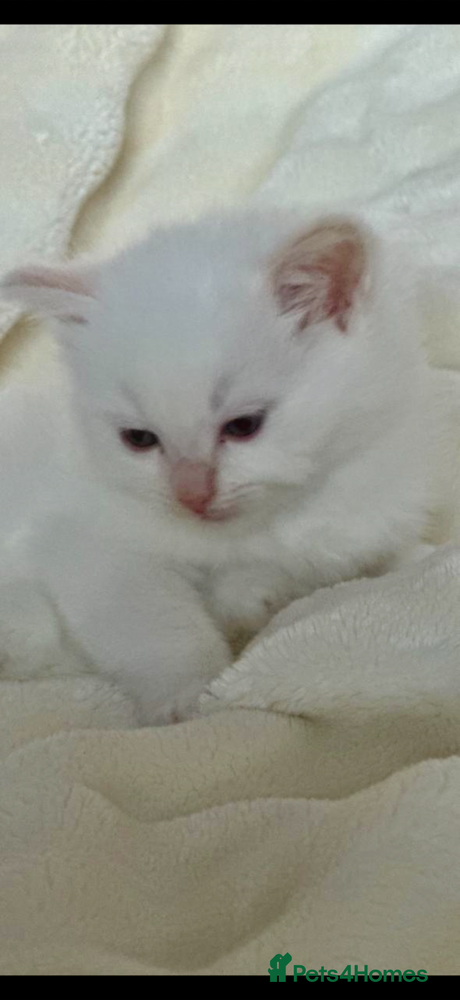 Ragdoll cats 🩷 WAITING LIST NOW OPEN 💜 - Advert 5