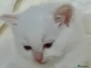 Ragdoll cats 🩷 WAITING LIST NOW OPEN 💜 - Advert 5