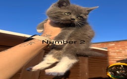 Ragdoll cats for sale: 😍Ragdoll&British Shorthair Mix😍 - Image 6