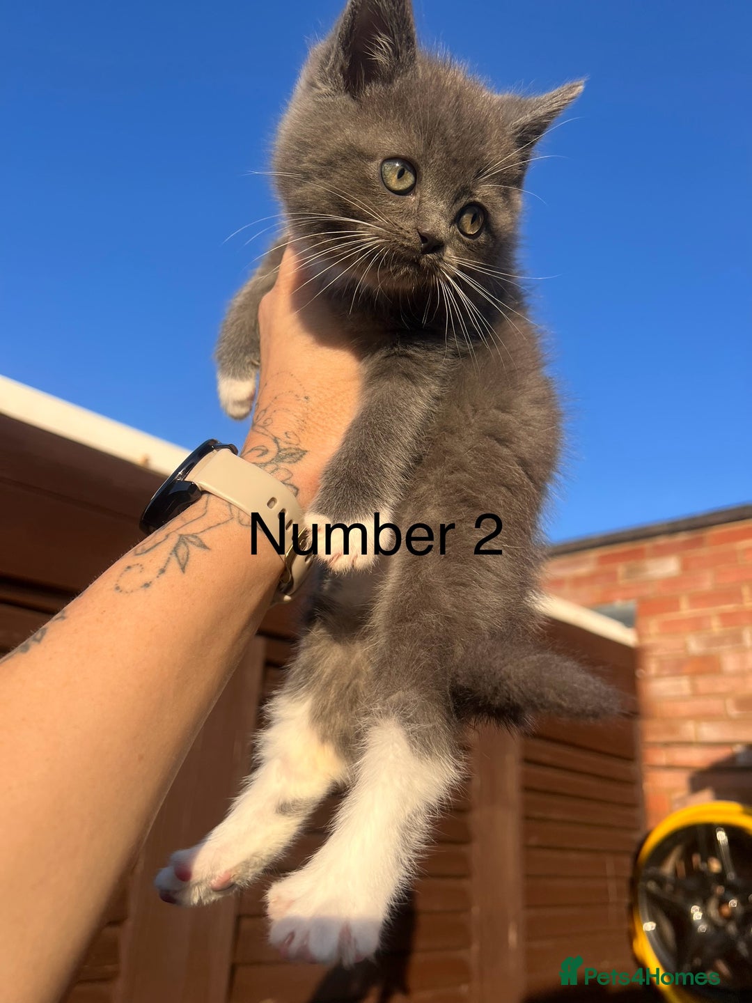 Ragdoll cats for sale: 😍Ragdoll&British Shorthair Mix😍 - Image 6