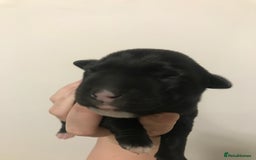 Mixed Breed dogs for sale: 2 female puppies for sale  - Advert 3