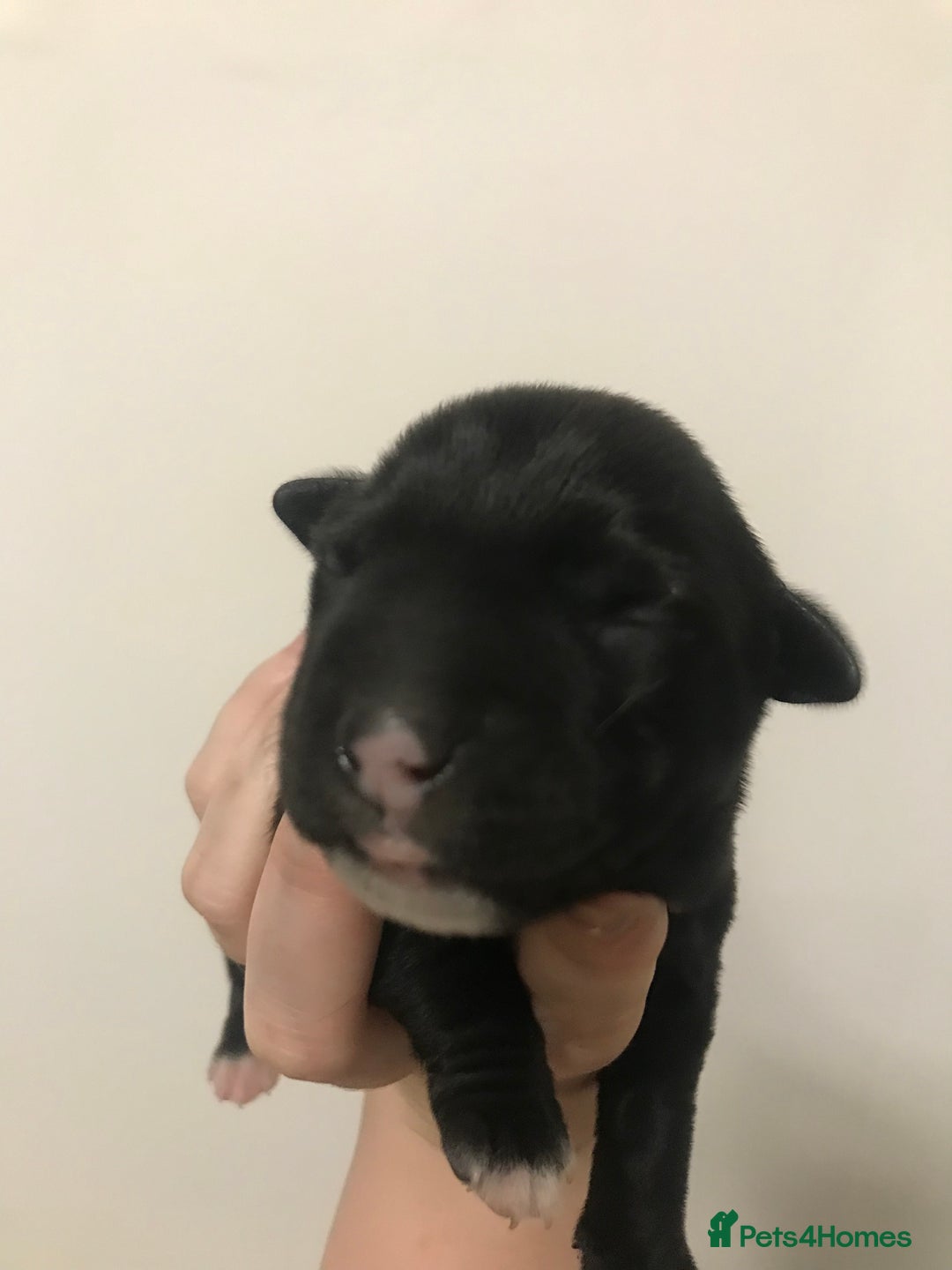 Mixed Breed dogs for sale: 2 female puppies for sale  - Advert 3