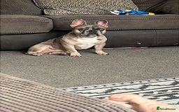 French Bulldog dogs for sale: Two French bulldog brothers - Image 3