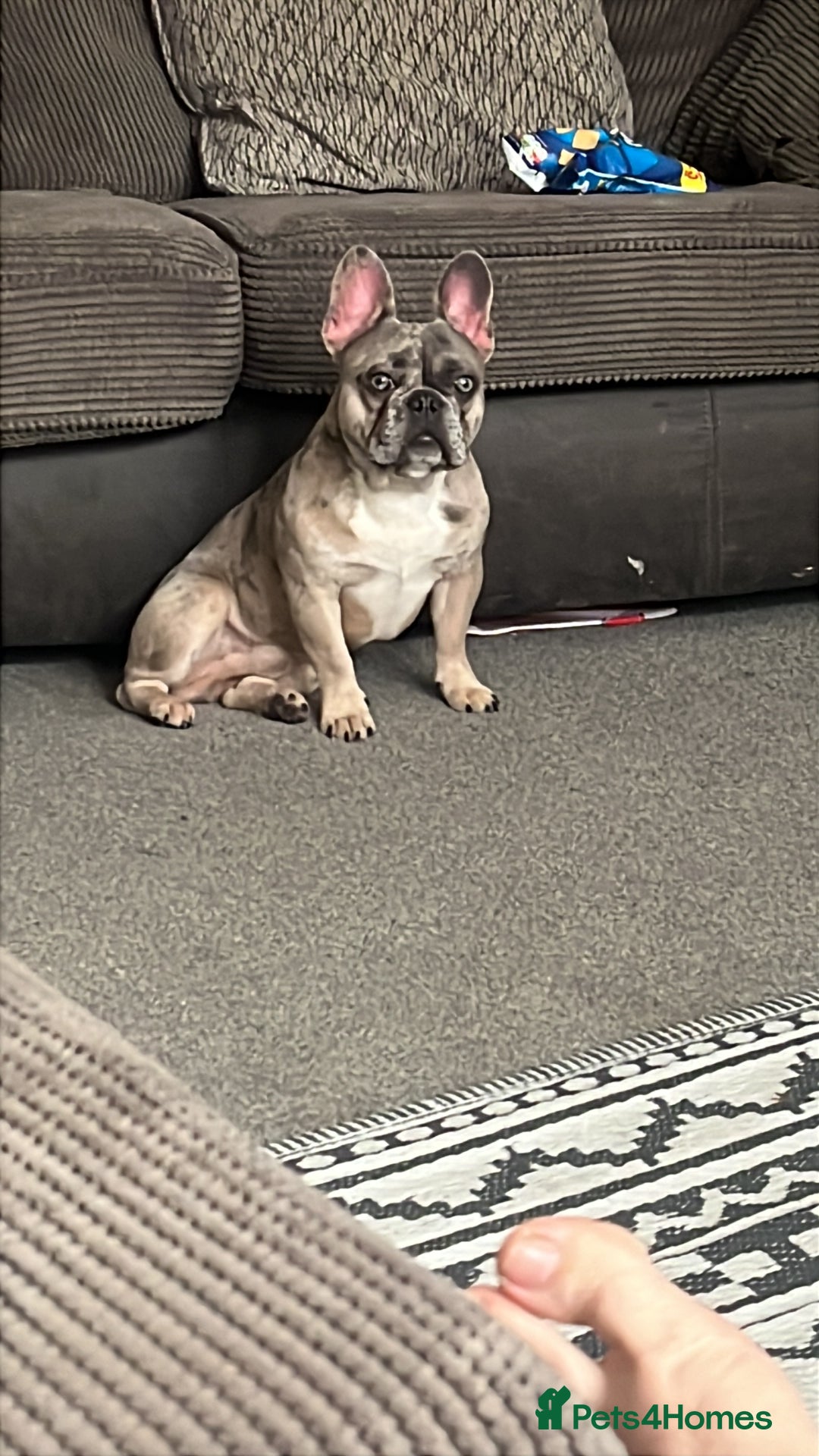 French Bulldog dogs for sale: Two French bulldog brothers - Image 3