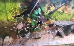 Cichlids fish for sale: Polar blue parrot fish for sale  - Image 2