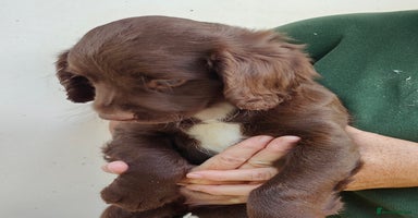 Sprocker dogs - Advert 2