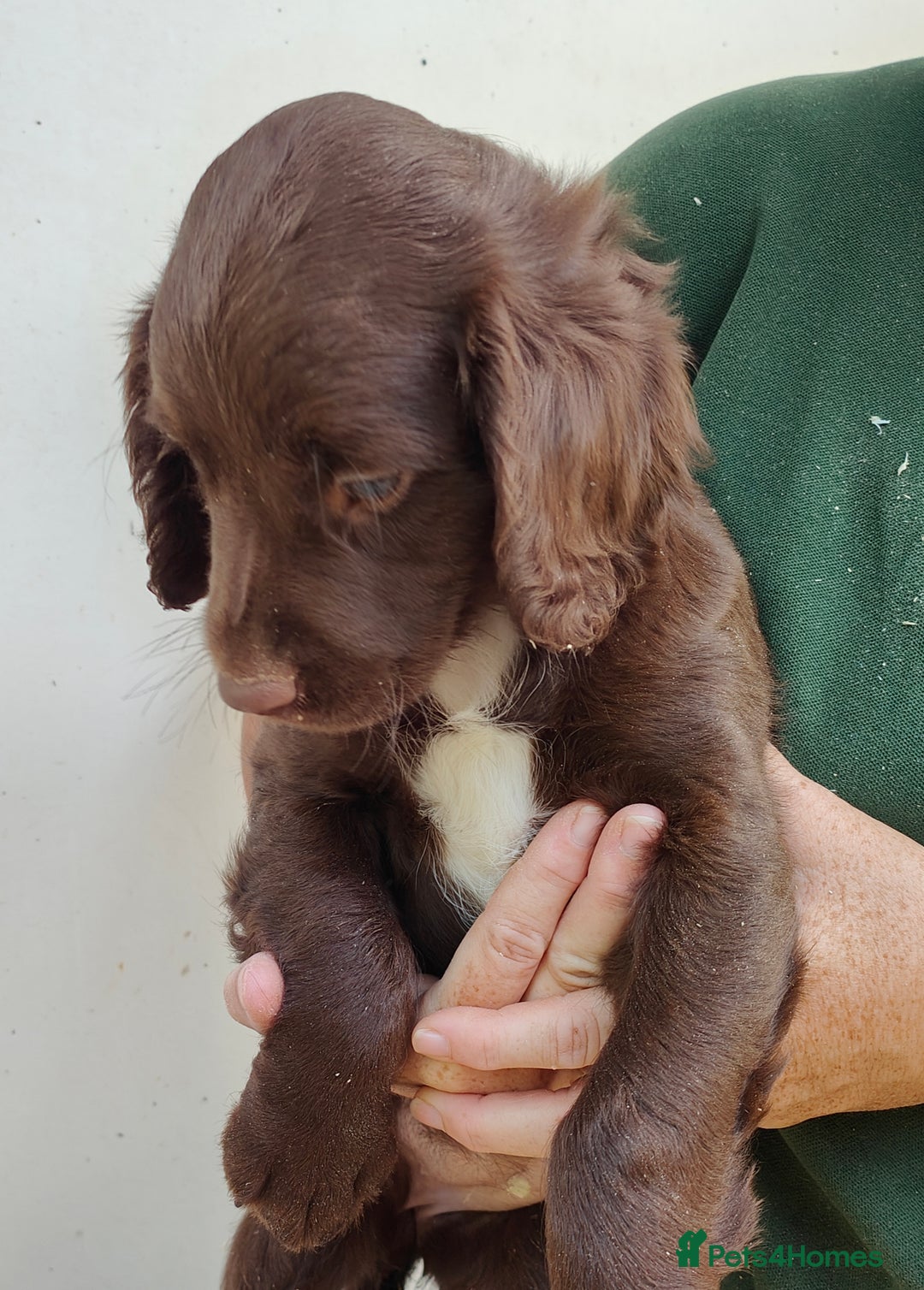 Sprocker dogs for sale: Lovely sprocker girl  - Image 3